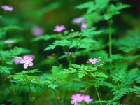 /album/photogallery/forest-flowers-jpg/